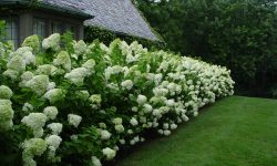 When to Trim Limelight Hydrangea for Bigger and Better Blooms