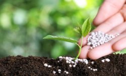 Why 13-13-13 Fertilizer Is Ideal for All Types of Gardens