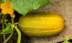 Why Are My Cucumbers Turning Yellow? How to Fix It