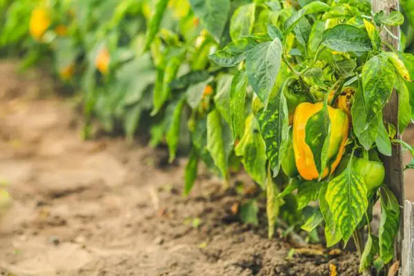 Why Are My Pepper Plants Turning Yellow