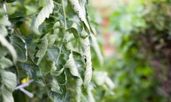 Why Are My Tomato Leaves Curling? Top Causes and Simple Fixes