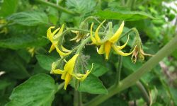 Why Are My Tomato Plants Not Flowering? Tips to Help