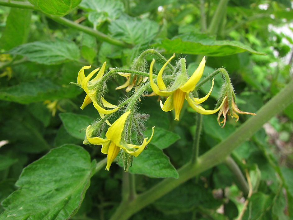 Why are my tomato plants not flowering tips to help