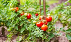 Why Are My Tomatoes Not Growing? Causes and Solutions