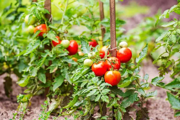 Why Are My Tomatoes Not Growing