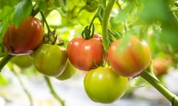 Why Are My Tomatoes Not Turning Red This Season?