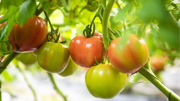 Why Are My Tomatoes Not Turning Red