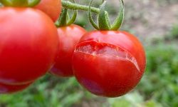 Why Are My Tomatoes Splitting? Causes and Prevention Tips