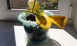 Why Do Orchid Leaves Turn Yellow and How to Fix It Fast