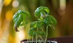 Why Is My Basil Plant Wilting? Common Causes and Easy Fixes