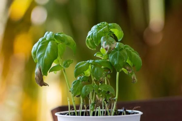 Why Is My Basil Plant Wilting