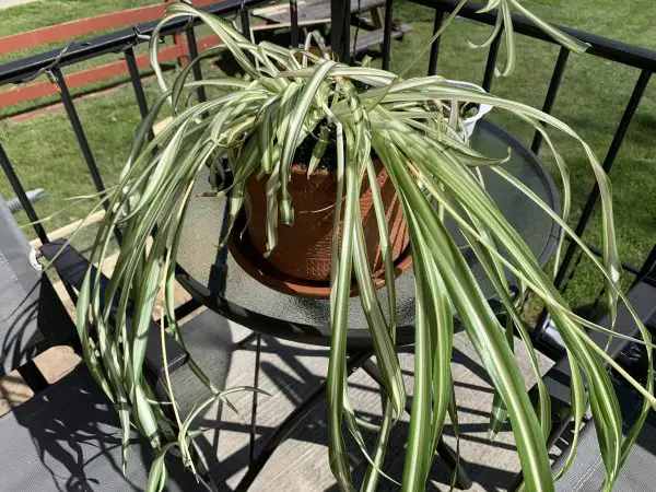 Why Is My Spider Plant Drooping