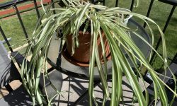 Why Is My Spider Plant Drooping? Expert Tips to Revive It Quickly