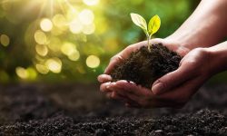 Why Is Organic Matter Important in Soil? Key Benefits Explained