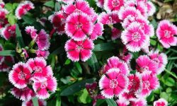 Will Deer Eat Dianthus? Tips to Protect Your Flowers