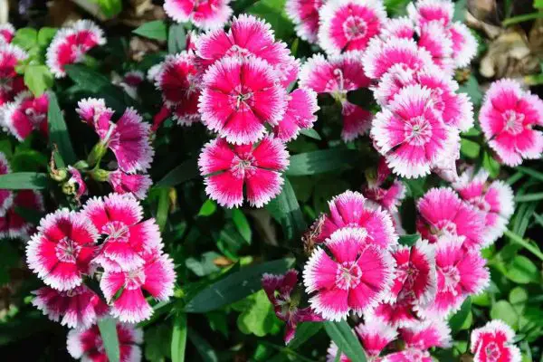 Will Deer Eat Dianthus