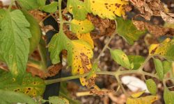 Yellow Leaves on Tomato Plants? Here’s What You Need to Know