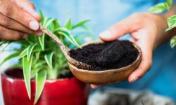Are Coffee Grounds Good for Plants? A Complete Guide