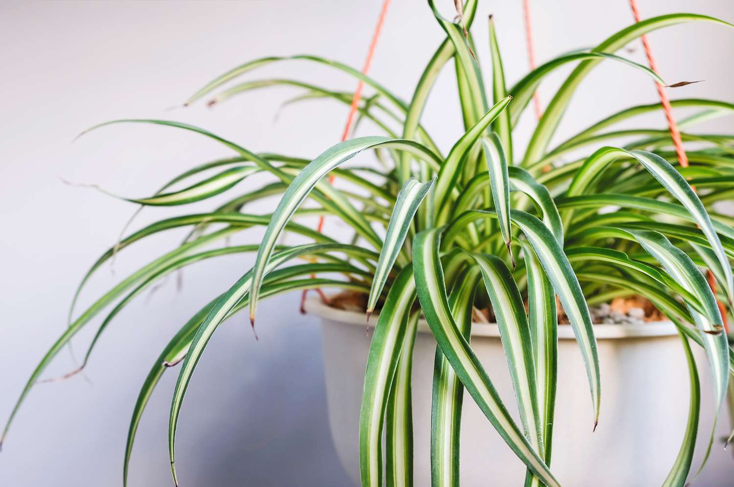 How to Grow Spider Plants