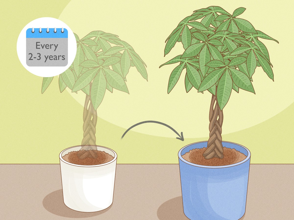 how to repot a money tree