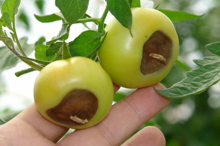 Why Are My Tomatoes Rotting On The Bottom