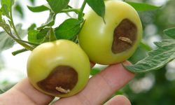 Why Are My Tomatoes Rotting on the Bottom? How to Fix It