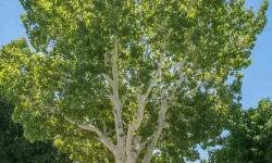 15 Best Drought Tolerant Trees for Southern California