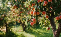 12 Best Fruit Trees to Grow in Texas Yards You’ll Love