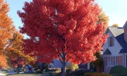 22 Best Fast-Growing Shade Trees for Your Front Yards