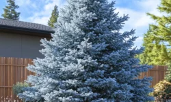 12 Best Trees for Colorado Yards That Thrive in Any Season