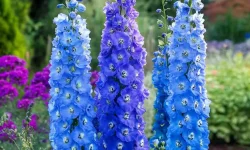 13 Tall Perennial Flowers That Will Instantly Elevate Your Garden’s Look