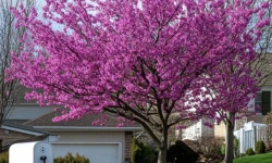 11 Cold-Hardy Flowering Trees Perfect for Zone 5 Yards