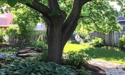 15 Best Plants For Under Magnolia Trees