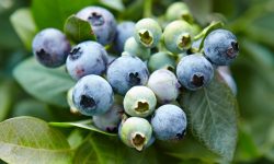 The Ultimate Guide to Maintaining Acidic Soil for Blueberries