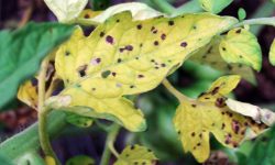 Black Spots on Tomato Leaves: Common Causes and Solutions