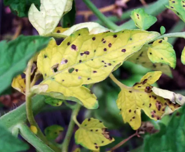 Black Spots on Tomato Leaves