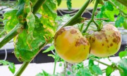 How to Control Blight on Tomatoes and Save Your Harvest