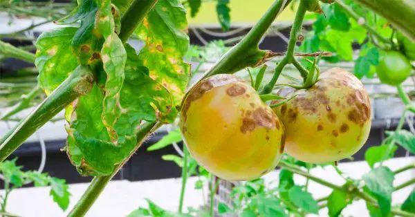 Blight on Tomatoes