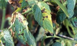 Why Are There Brown Spots on Tomato Leaves