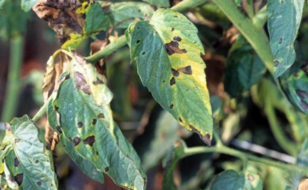 Brown Spots on Tomato Leaves