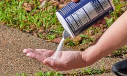Can I Kill Weeds With Salt? The Answer Might Surprise You
