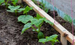 Cucumber Plant Spacing Tips Every Gardener Should Know