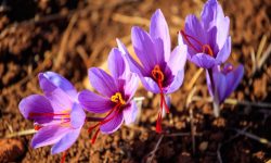 The Ultimate Guide to the Cultivation of Saffron
