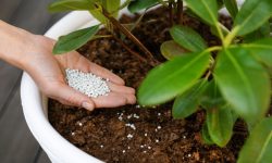 How to Choose Fertiliser for Rhododendrons for Healthy Plants