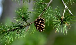 Top 5 Fertilizers for Pine Tree You Should Try Today