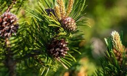 When and How to Use Fertilizer for Pine Tree