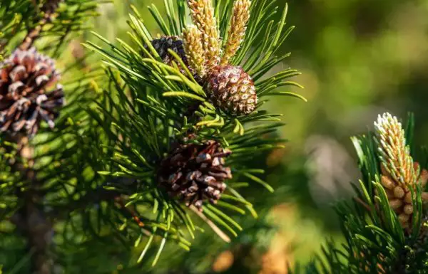 Fertilizer for Pine Tree