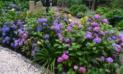 How to Grow Beautiful Florida Hydrangeas That Thrive in the Heat