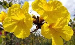 7 Trees in Florida with Yellow Flowers (Pictures and Identification)