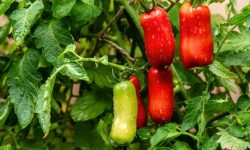 The Ultimate Guide to Growing San Marzano Tomatoes at Home
